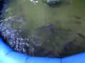 Feeding fish
