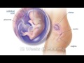 What Happens During a 10 to 12 Week Abortion (Not Graphic)