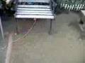Schnauzer Miniatura video