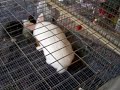 Rabbits breeding