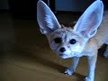 Fennec fox likes tissues