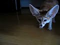 Fennec fox likes tissues Fennec fox likes tissues