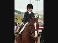 for lease: 11 yr old jumper (guelph, ontario)