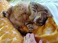 このポッコなお腹＾＾カワユス〜〜（笑）ティガー社長は寝姿が超かわいいっす〜〜☆※貴方はメーカー様のリペアで満足ですか？http://plaza.rakuten.co.jp/musictoypro/2107★楽器家☆エクサイト☆３３５修理全国受付中★ BuyMa☆日本中・世界中の人がバイヤーとなって商品をセレクトし、あなたにお届けします。https://www.buyma.com/buyer_search/asp/lst_search_buyer_goods_b/id/326212/nav_id/1/nav_no/4安い楽器を探していますか？http://toytoy.dp.fc2.comとても音がよい楽器を探していますか？http://koukan.yahoo.co.jp/jp/classified/ac-83527※修理依頼＆注文はこちらから！うまくなる楽器があればいいな・・・☆☆yahoo♪レッスンのご案内☆☆http://koukan.yahoo.co.jp/jp/classified/ac-231438http://plaza.rakuten.co.jp/musictoypro/血と汗と涙の楽器家☆エクサイト３３５ブログ！質がいい楽器をお探しですか？http://6820.teacup.com/love_music_toy_pro/shop※熊本おてもやんブログはここです＾＾http://xit.otemo-yan.net/楽器のことならエクサイト！全国どこでも代引き発送致します！↓こちら楽器家☆エクサイト携帯サイトで〜す！http://x58.peps.jp/xit335↑　　　　　　　　↑※携帯サイトオープン！☆こちらから注文できます＾＾http://www.formzu.net/fgen.ex?ID=P43917414ライブドアにも進出！！http://blog.livedoor.jp/music_shop_xit/http://www.buyers-shop.co.jp/ranking/in_point/1799いいもの安く★バイヤーズショップ！☆ココが話題のティガー君社長〜☆本家ブログニャハ〜〜☆http://plaza.rakuten.co.jp/kumatoyshop/diaryall♪♪〜写真に動画満載ニャハ〜♪♪携帯から楽器注文http://aimew.jp/xit335/http://blogs.yahoo.co.jp/kuma_toy全国送料無料！楽器のことなら楽器家☆エクサイト３３５楽器の修理は安心と信頼の楽器家☆エクサイト３３５http://music.geocities.yahoo.co.jp/gl/kuma_toyhttp://plaza.rakuten.co.jp/kumatoyshop/ティガー君社長日記http://ameblo.jp/gomachiro/猫店長裏ブログ！http://toy101toy.exblog.jp/エキサイト？エクサイト！http://toykun.multiply.com/マル秘音楽情報発信http://exit335kumamoto335.blog97.fc2.com/fc2でこれ見なきゃ〜！！http://www.myspace.com/xit_kumamoto_gakki_music世界のアーティストとの融合！