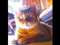 死んだふり〜〜猫！（笑）A dead feint cat 楽器家☆エクサイト３３５