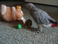 Kaja - parrot and pig Kaja - parrot and pig