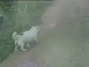 Funny Vid Compilation