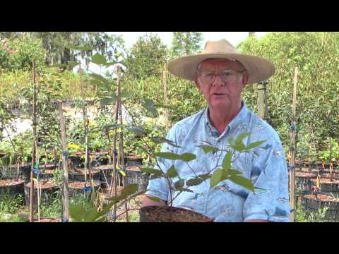 how to fertilize thornless blackberries