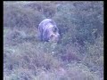 En este video del archivo del FAPAS visitamos el cercado de Tola y Paca, dos osas pardas que viven en cautividad en el Concejo de Trubia después de que su madre fuera abatida por un furtivo