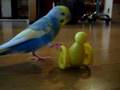 Fetch the birdie
