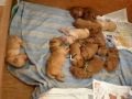 Ehu's Medium Labradoodle Puppies at 3 days old