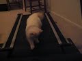 Leo Rockin - (Cat Treadmill) Leo Rockin - (Cat Treadmill)