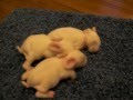 Julia's Litter ~ 1 Week Old ~ Baby Holland Lop Bunnies