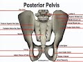 Posterior Bone Landmarks (Pelvis)