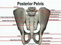 Posterior Bone Landmarks (Pelvis)