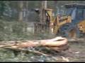 Forestry - Hidden Talents