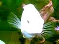 videos de kipper