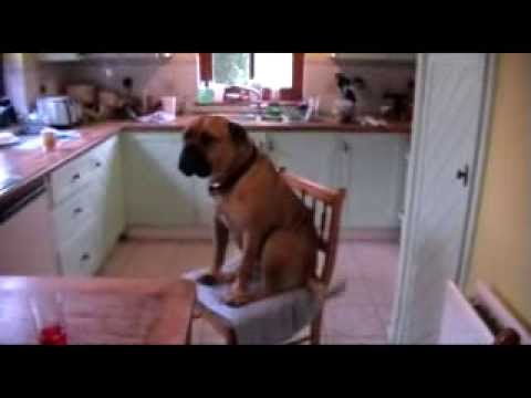 bullmastiff