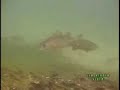 Walleye World