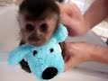 Tiny monkey getting a bath