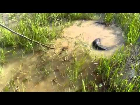 ловля анаконд на амазонке ловля анаконд на амазонке