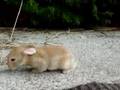 Baby Holland Lop