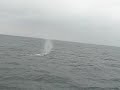 Fin whales of NY