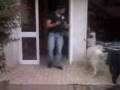 Cane intelligente