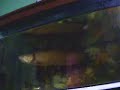 Spotted Arowana - Bukit Indah