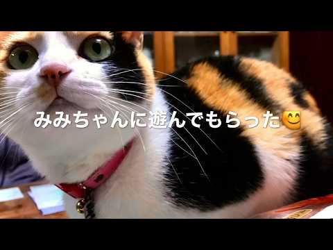動画