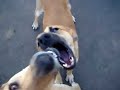 Un nuevo Baco!!!! :) - Animales sin Hogar Un nuevo Baco!!!! :) - Animales sin Hogar