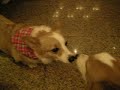 柯基犬肥屁去KTV-2 (Welsh Corgi Febby's karaoke afternoon)