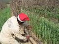 Pruning time at Dombeya Wines