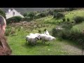 Brilliant sheep herding using border collies - amazing if you have never seen it