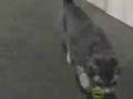 videos de cute kitten plays 