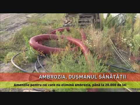 Alergia la ambrozie face ravagii
