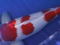 77cm Oishi Kohaku