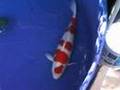 77cm Oishi Kohaku