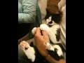 Mr Fonze the smack cat