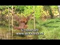 orang oetang - uranutang