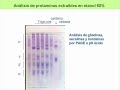 Enfermedad celiaca Deteccion Gluten Chirdo 1 Enfermedad celiaca Deteccion Gluten Chirdo 1