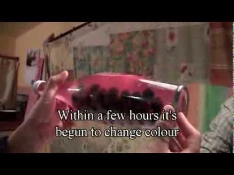 how to grow sloe bush