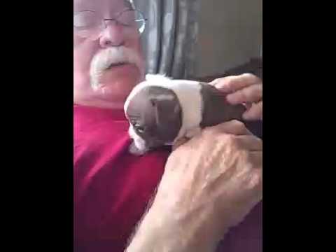 Beautiful Silvery Red Boston Terrier puppy