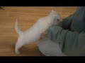 Westies Having fun