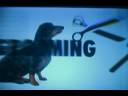 Animal Planet Dogs 101 Pt2 Animal Planet Dogs 101 Pt2