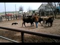 stimatze working dogs seminar