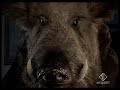 pubblicità brioschi col cinghiale: oink! pubblicità brioschi col cinghiale: oink!