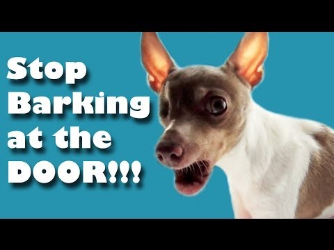 how to train territorial dog