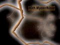 See how mycorrhizae and mycorrhizal fungi absorb nutrients o See how mycorrhizae and mycorrhizal fungi absorb nutrients o