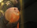 Riproduzione Discus